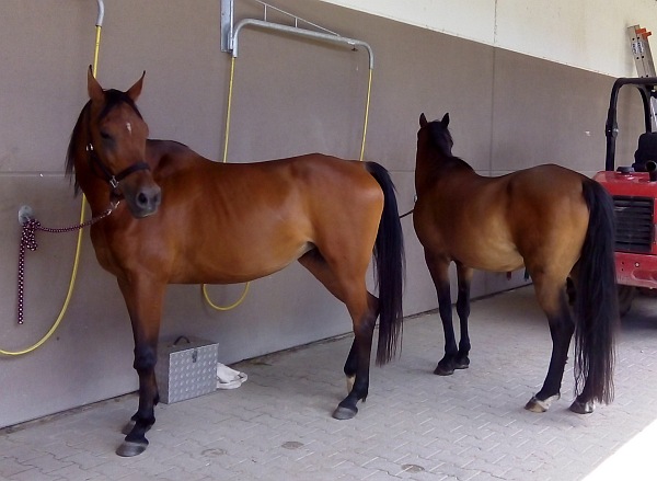 Pferde -Klicke und das Bild wird gr&ouml;&szlig;er